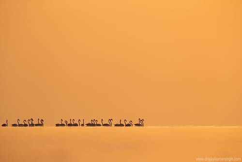 Greater Flamingos