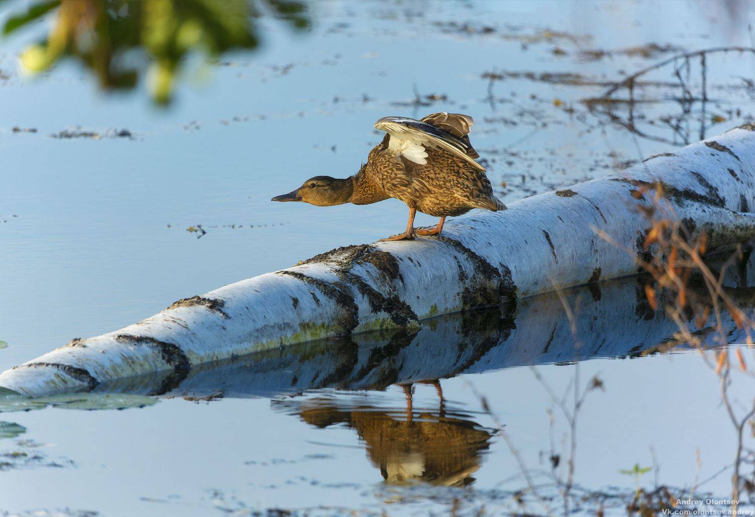 солнце, россия, рассвет, природа, подмосковье, погода, пейзажи, пейзаж, отражение, наукоград, красота, дубна, вода, весна, weather, water, spring, russia, reflection, naukograd, nature, moscow, landscape, dawn, canon, dubna, beauty, Олонцев Андрей