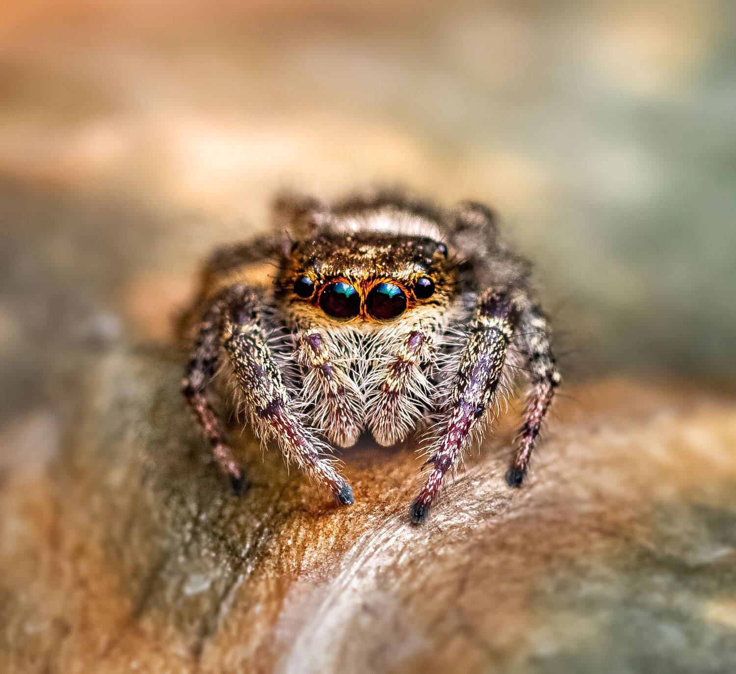 spider, animal, wild, insect, arachnid, leaf, macro,, Atul Saluja