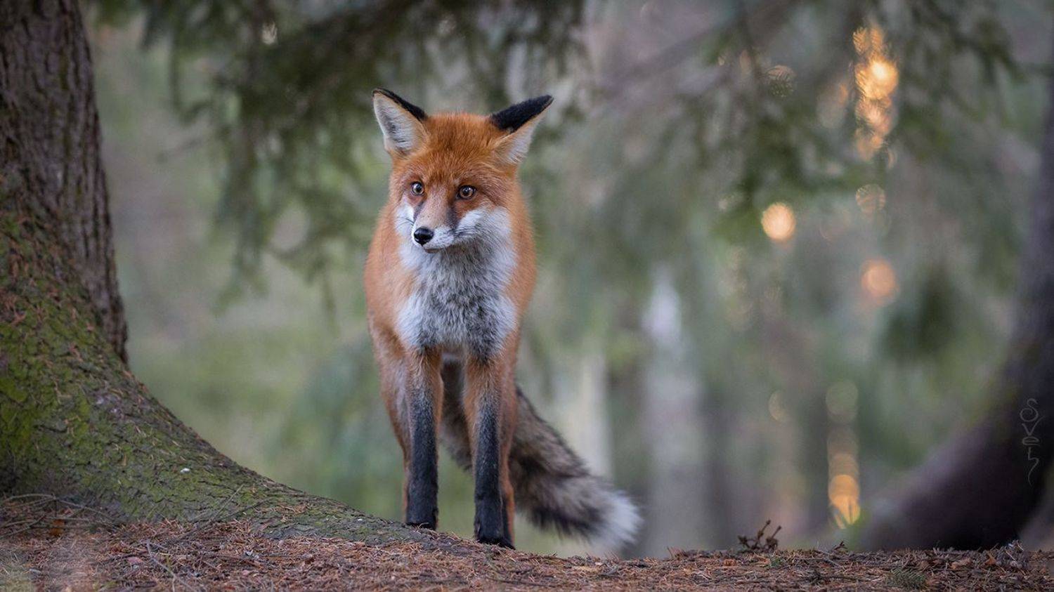 лиса, закат, Байбекова Светлана
