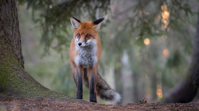 лиса, закат слышишь, солнышко садится фото превью