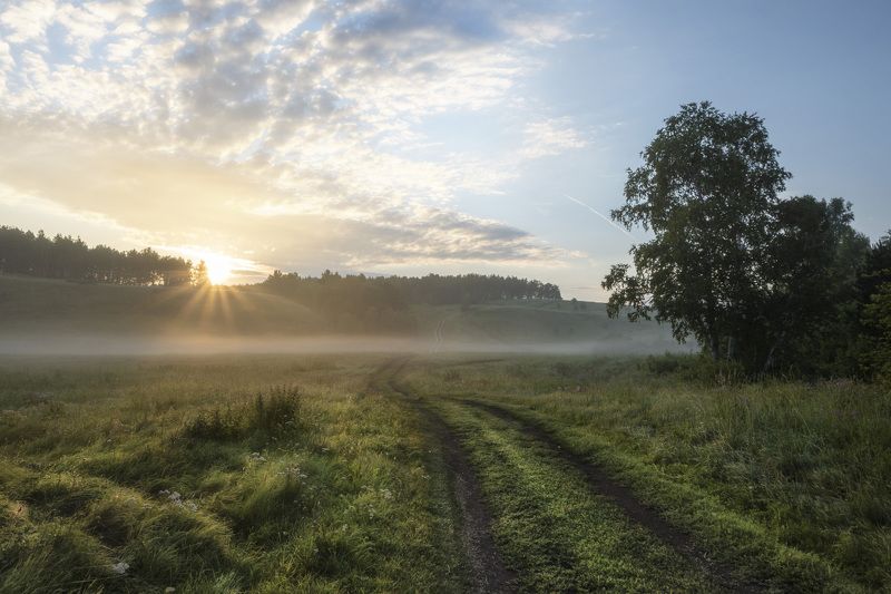 рассвет, туман, солнце, лес, восход, утро По утренней росе фото превью