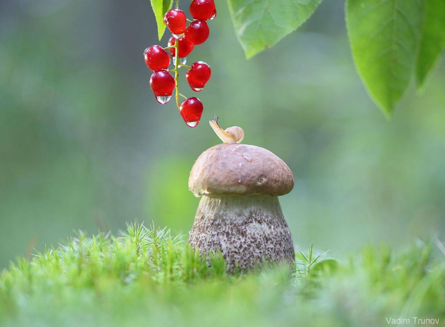 улитка, гриб, Вадим Трунов