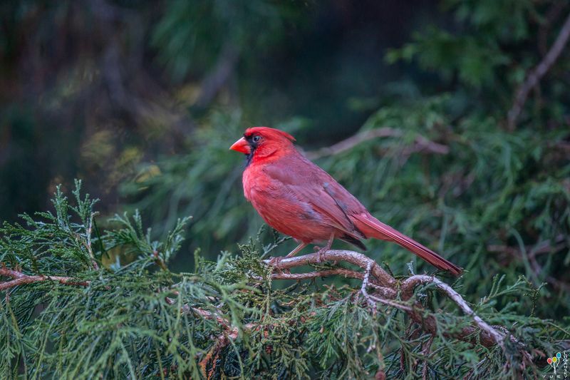 Northern Cardinal фото превью
