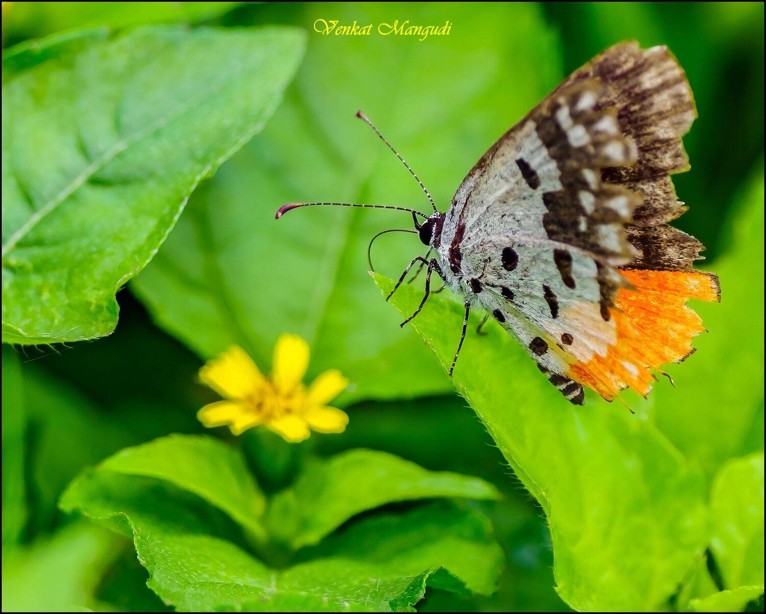 , Venkat Mangudi