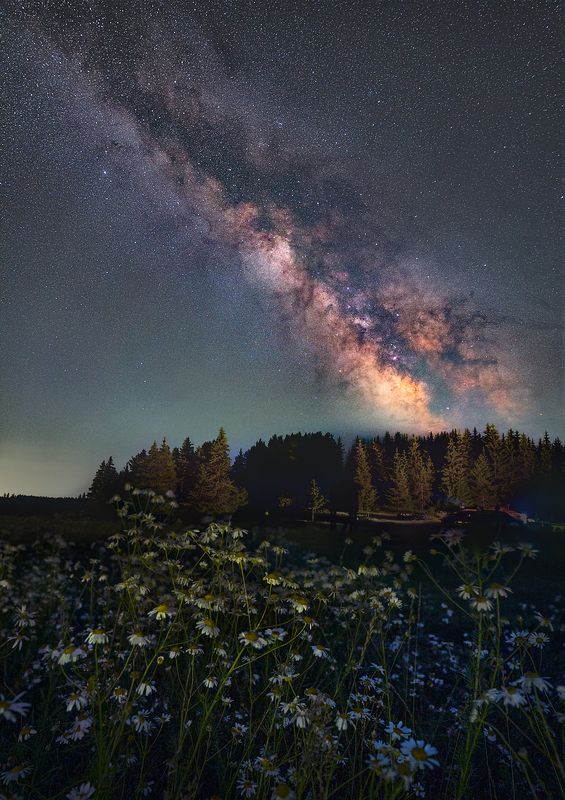 Flowered starry night / Цветущая звездная ночь