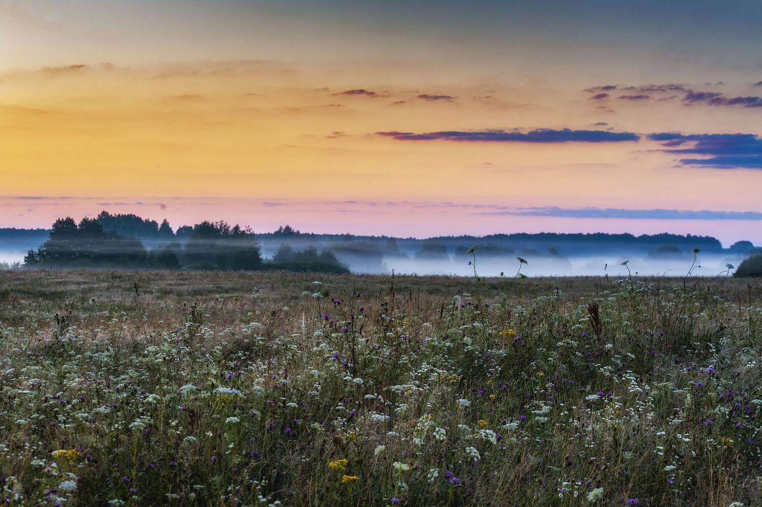 цветы, туман, россия, рассвет, природа, поле, пейзаж, лето, Павел Ныриков