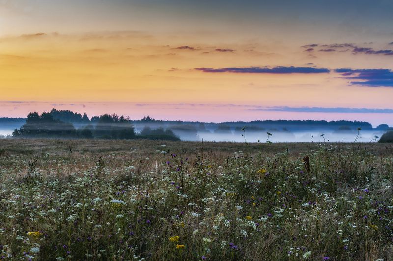 цветы, туман, россия, рассвет, природа, поле, пейзаж, лето Рассвет на лугу фото превью