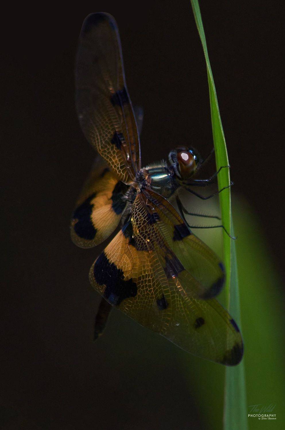 , Sonnadara Kushan Madushanka