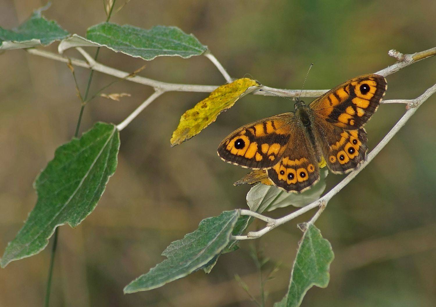 Бабочка, Чепленко Алексей