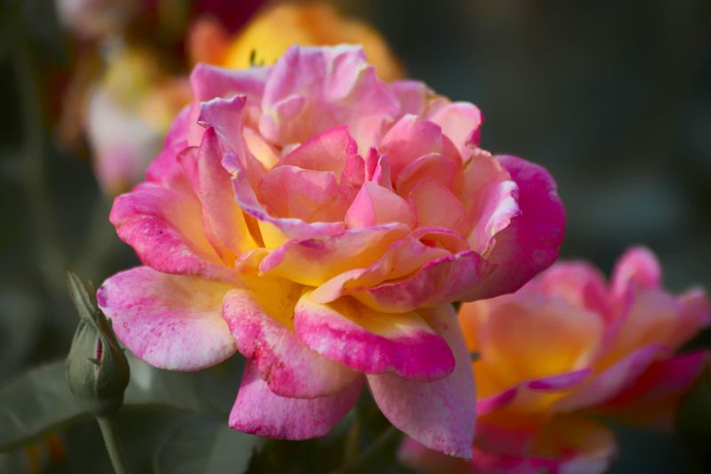 Роза, Восточный Экспресс… Мой Сад Москва фото превью