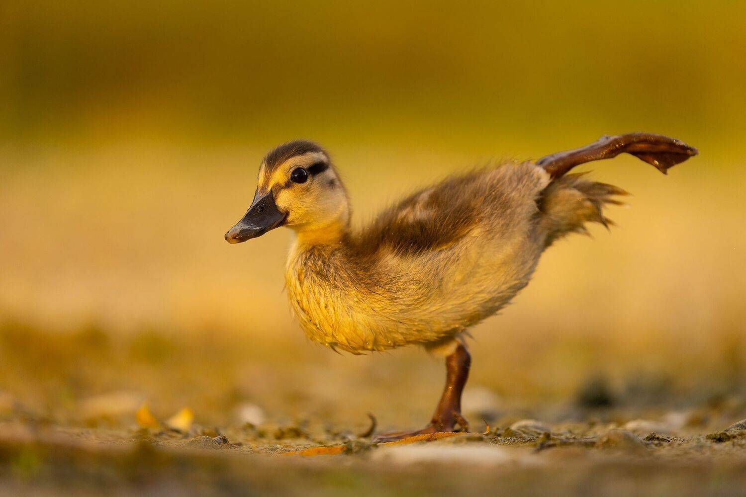 , Robert Adamec