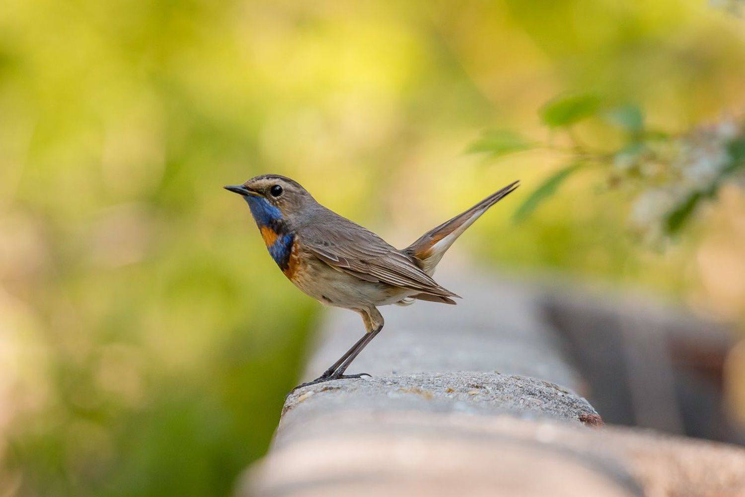варакушка, птицы, birds, wildlife, bluethroat, Алексей Юденков