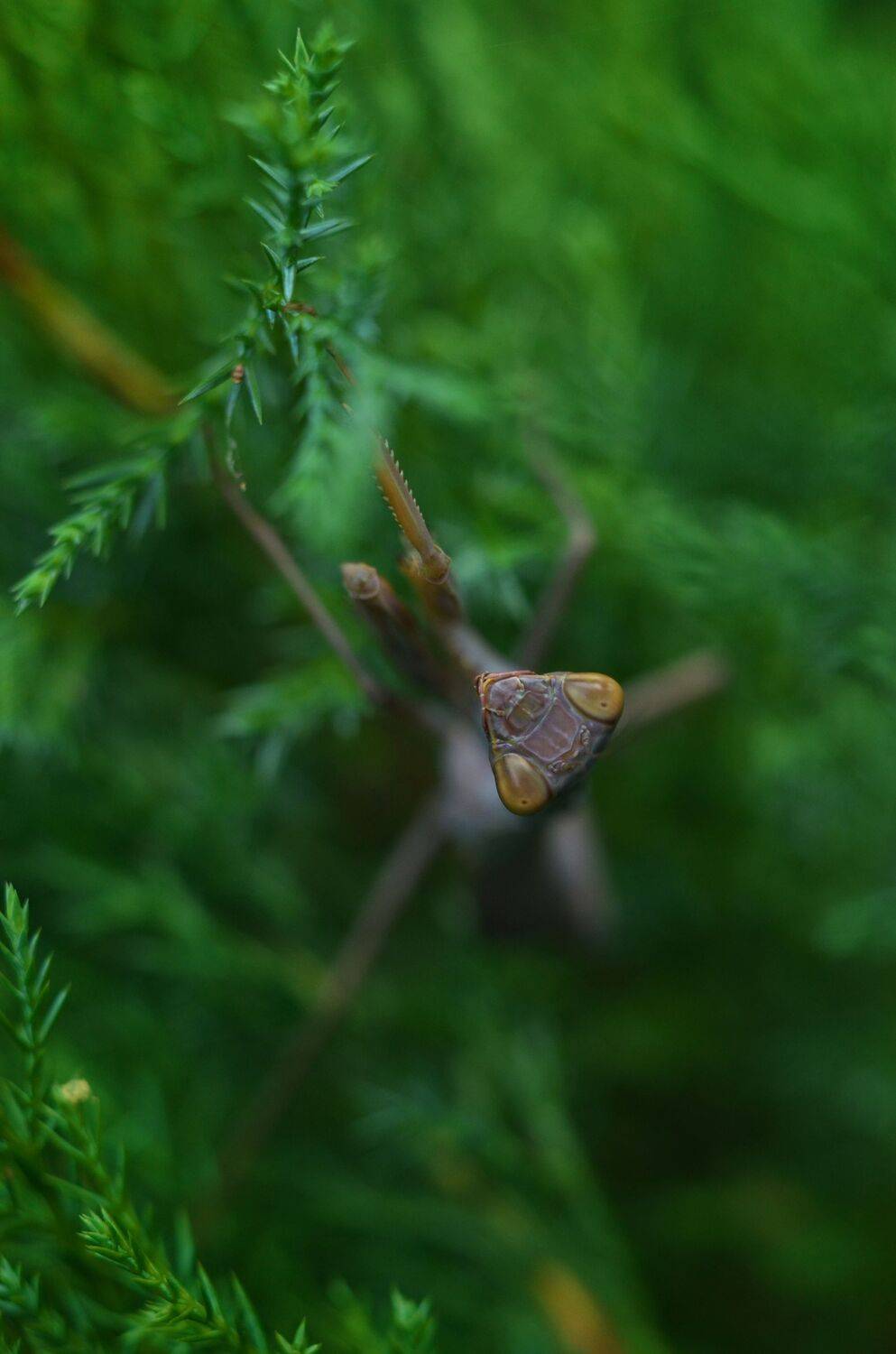Богомол, насекомые, макро, Anna Shadow