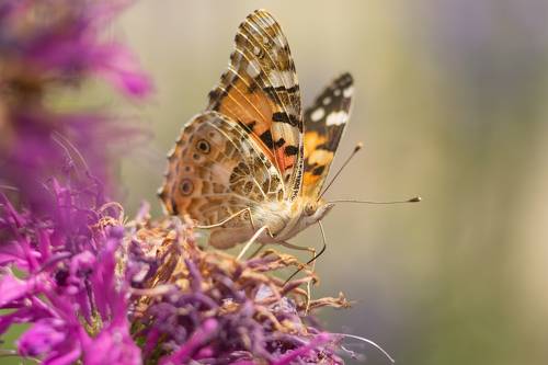 Репейница (лат. Vanessa cardui)
