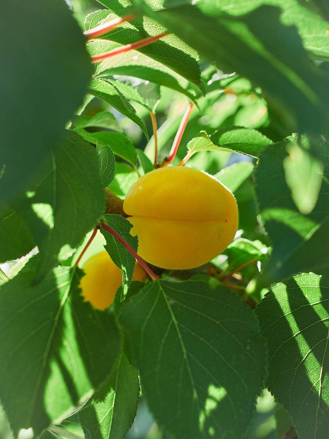 , Калёв Сергей