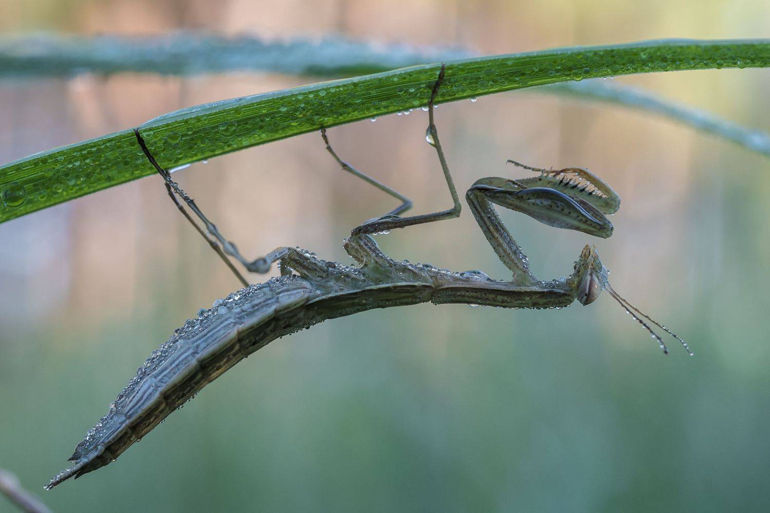 , Роман Зайцев