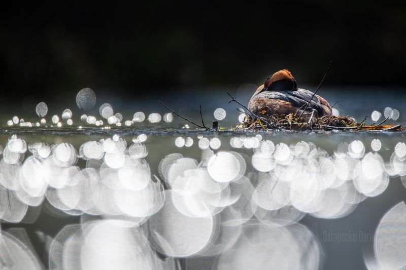 Жара фото превью