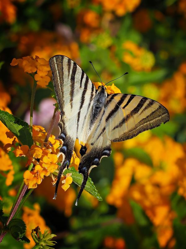 Butterfly 2 фото превью