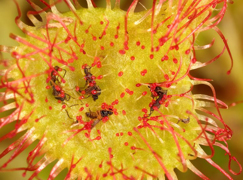 carnivorous plant drosera  Breakfast, branch, lanch, dinner. фото превью