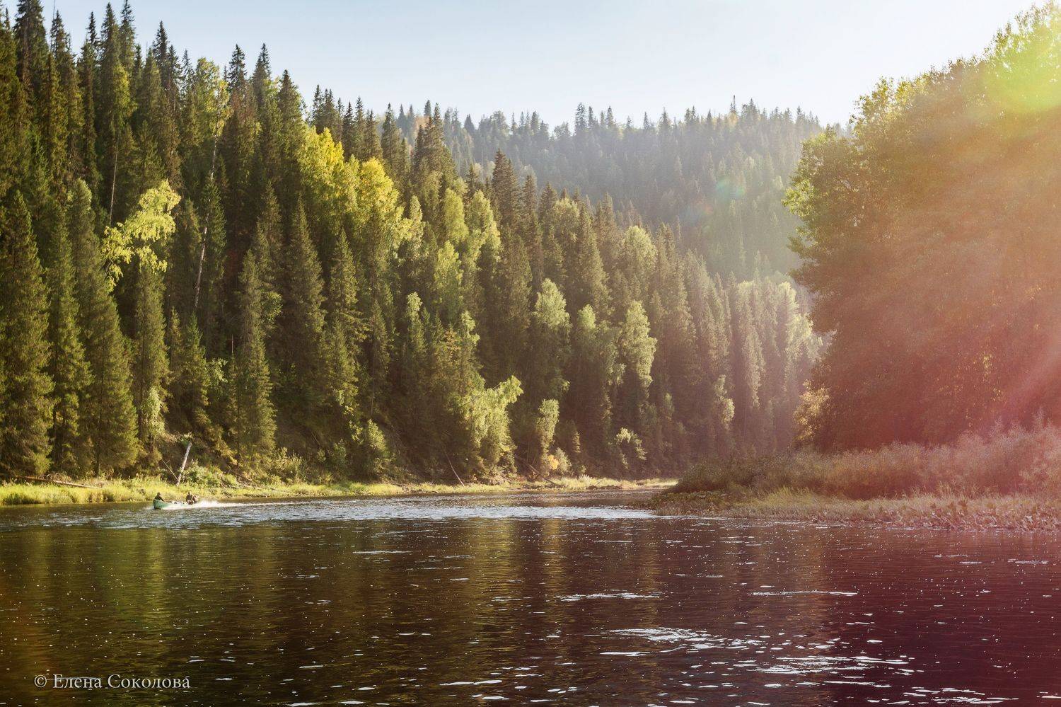 река, лес, тайга, летний пейзаж, Соколова Елена