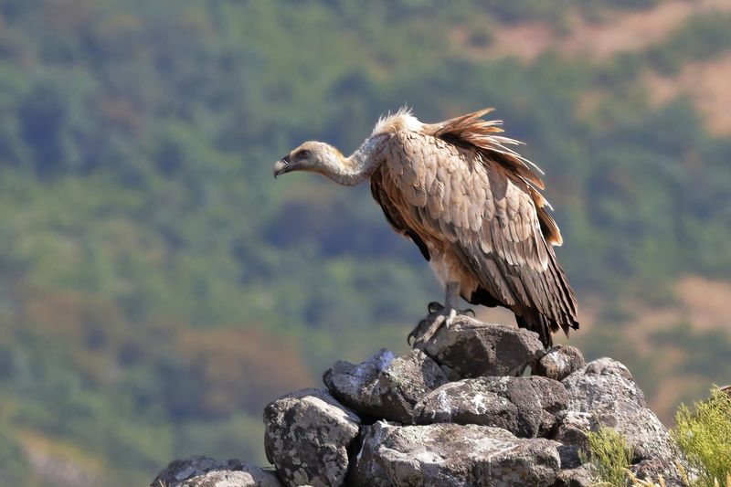 думающий белоголовый сип - 2 фото превью
