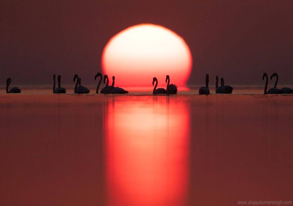 Flamingos, Dr Ajay Kumar Singh