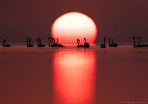 Greater Flamingos
