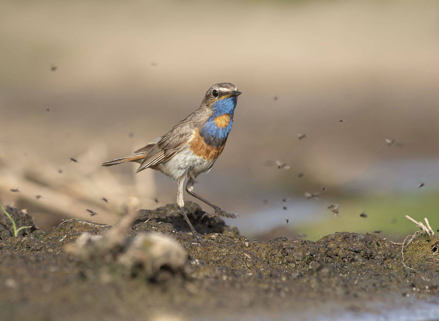 птицы,природа, весна, Андрей Киселёв