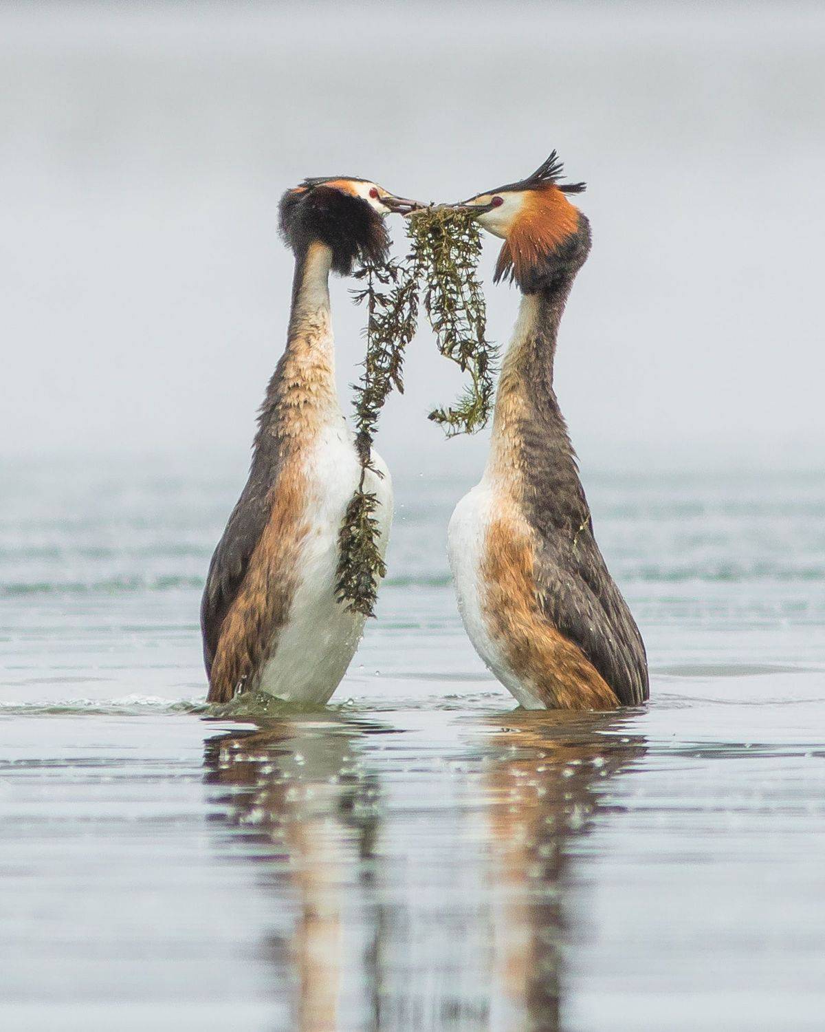 чомги, Суслов Дмитрий