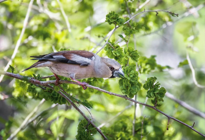 птица, дубонос, весенние листья, витаминизируется.. фото превью