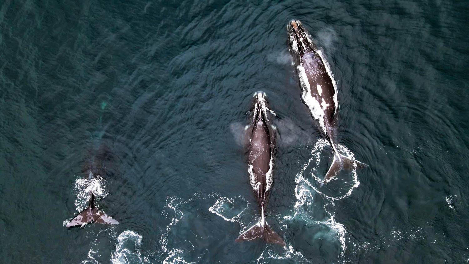 киты, море, океан, Karasev Pavel