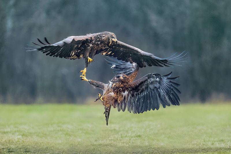 eagle, white-tailed eagle fighters фото превью