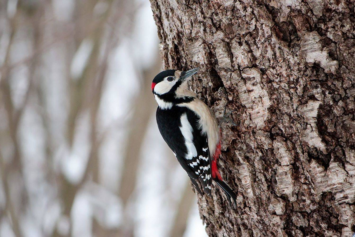 дятел, КарОл