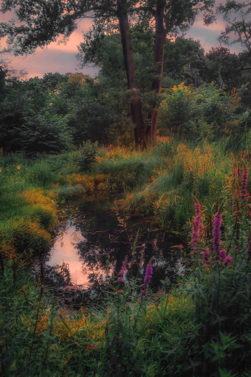 лето, summer, пруд, forest, пейзаж, landscape, nature, природа, Julia Kaissa
