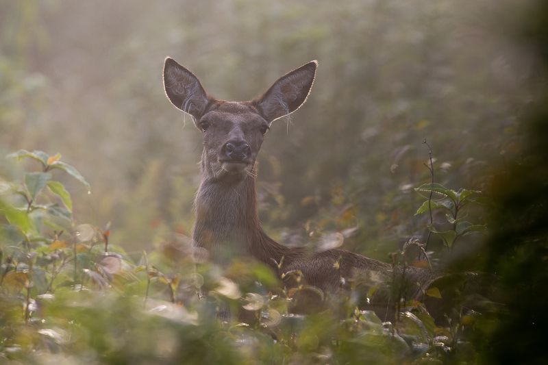 Briezu govs фото превью