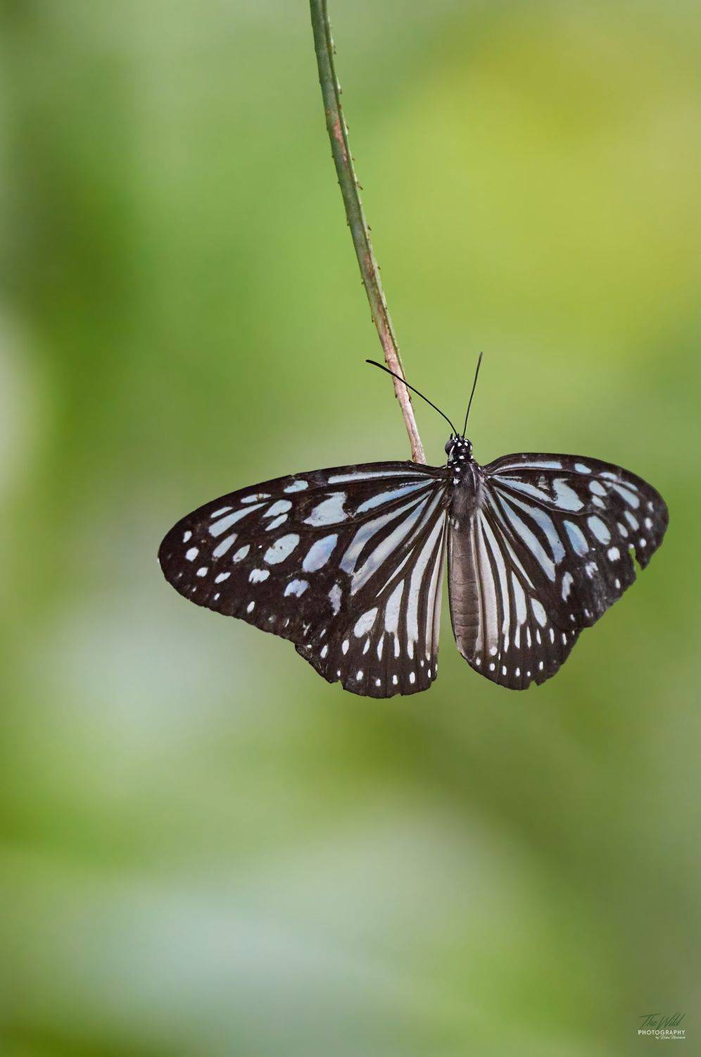 , Sonnadara Kushan Madushanka