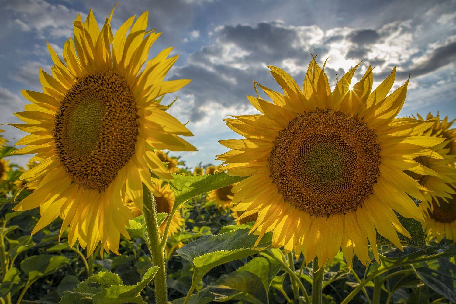 тульская, область, Гусева Елена