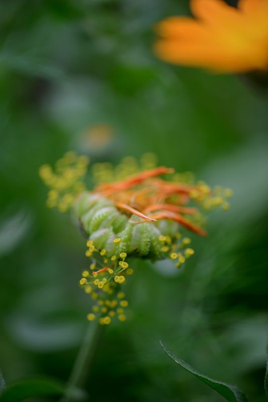 перед дождем фото превью
