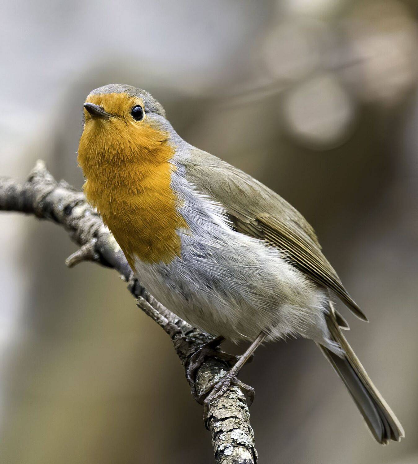 птицы, фотоохота, природа, природароссии, мир животных, birdwatching, birds, robin, зарянка, Михаил Ездаков