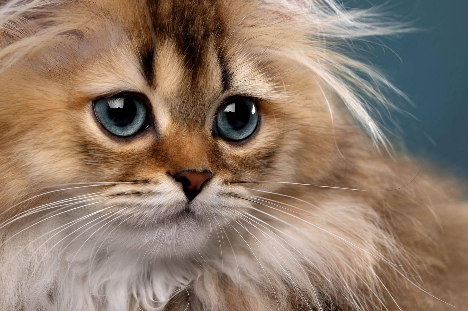 , Светлана Писарева