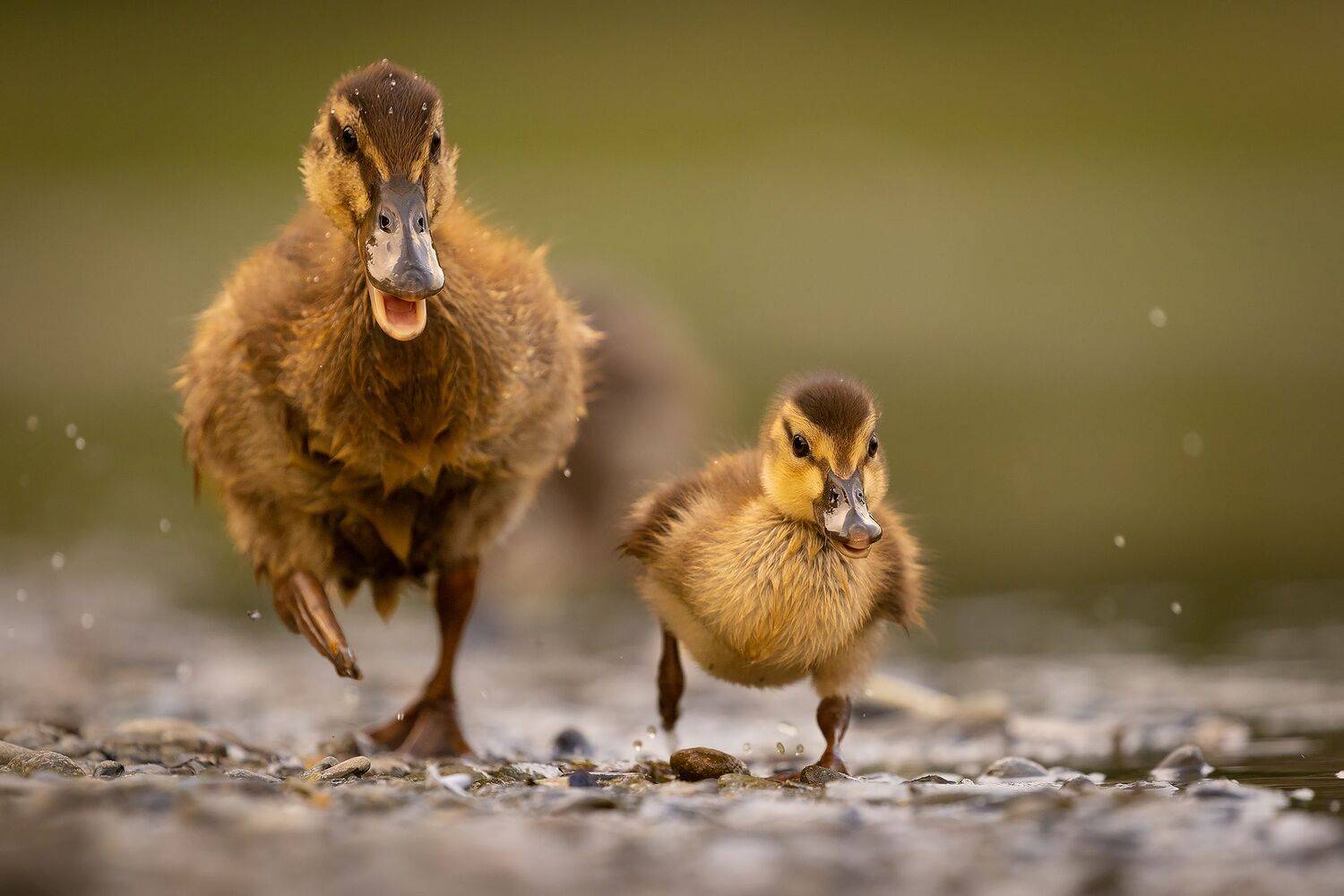 , Robert Adamec