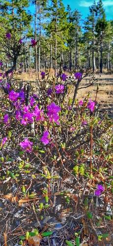 Багульник цветёт. 