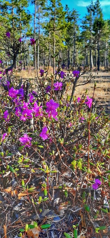 Цветы, багульник.  Багульник цветёт.  фото превью