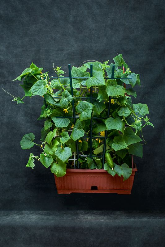 Зеленые паруса фото превью