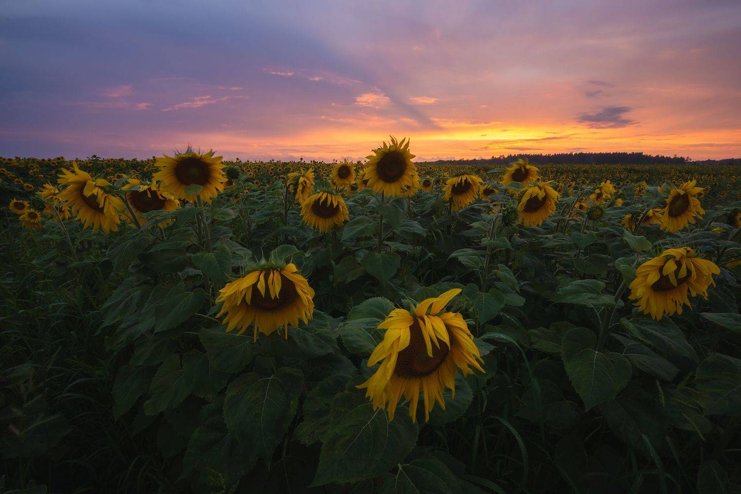 , Захаров Дмитрий