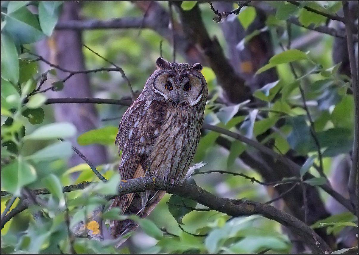 москва, парк, птица, АНАТОЛИЙ ДОВЫДЕНКО