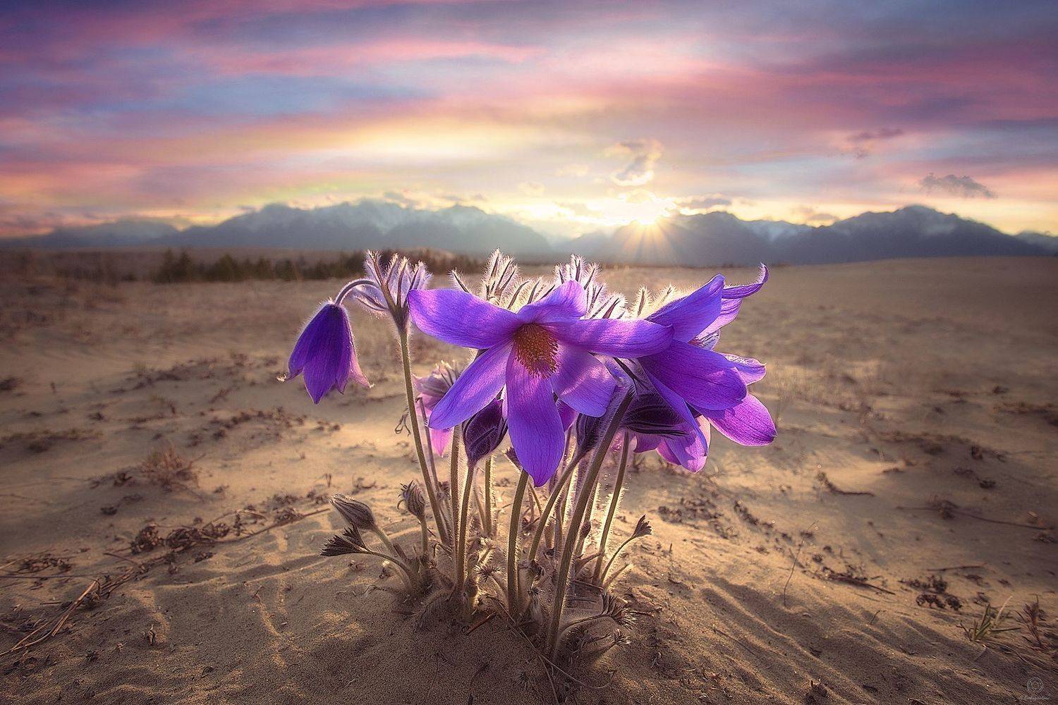 природа, пейзаж, закат, пустыня, цветы, солнце, горы, север, Анатолий Кудрявцев