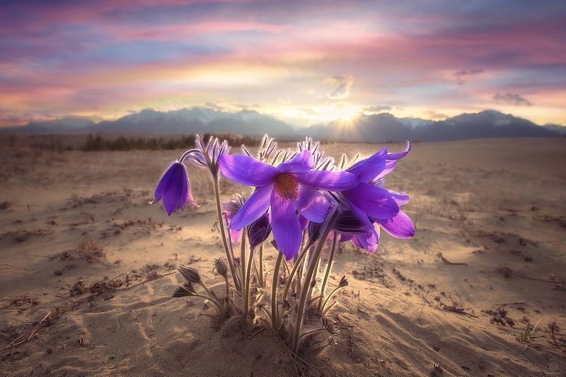 природа, пейзаж, закат, пустыня, цветы, солнце, горы, север \