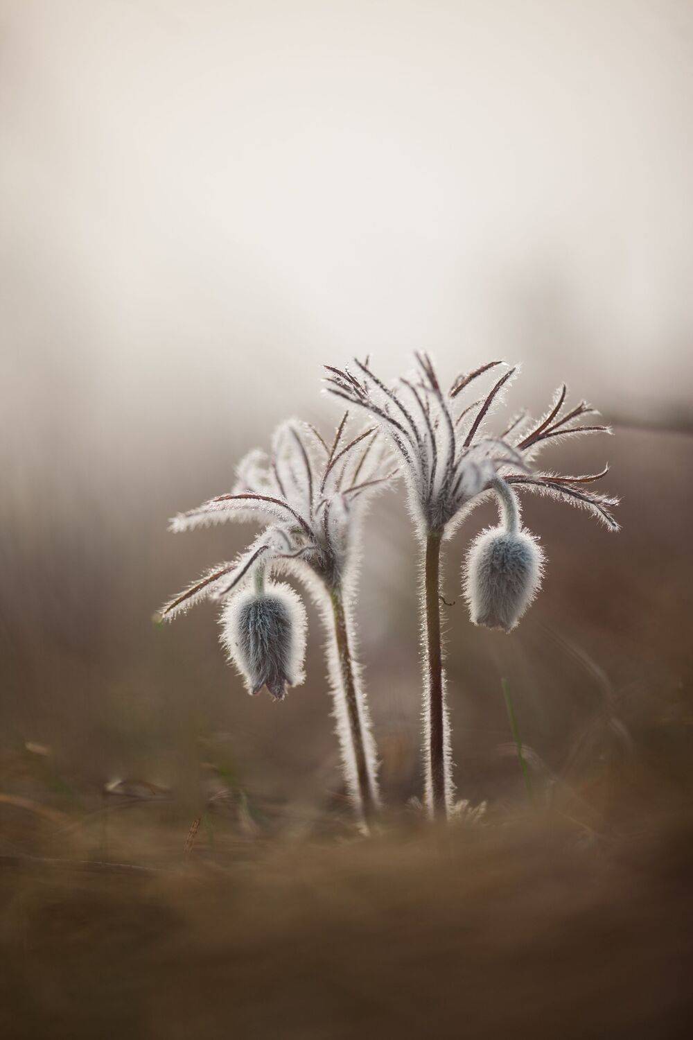 , Викулов Николай
